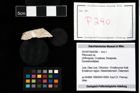 Foto (Objekt + Etikett) von Pithonoton sp.  (NHMW-GEO-2014-0194-0290)